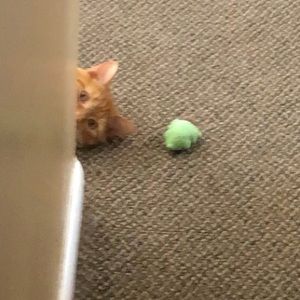 Meet your Posher, Spencer